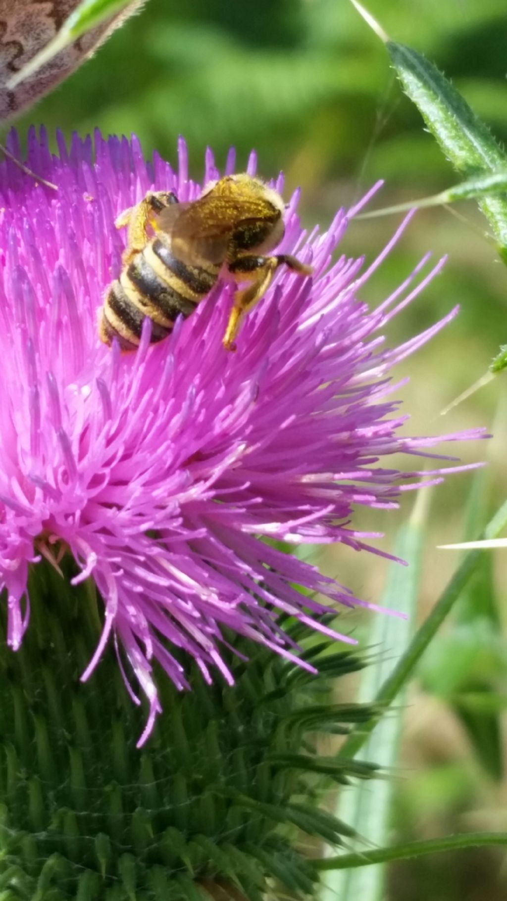 Bombo? No, Apidae solitario, Halictus cfr. scabiosae